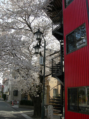 Cherry blossom by the dojo.jpg