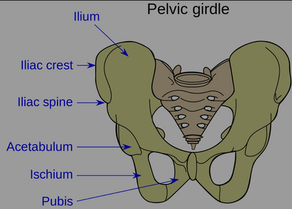 Side hip bump against kneeling fighters | Sherdog Forums | UFC, MMA ...