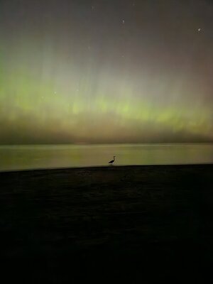 Heron Northern Lights.jpg