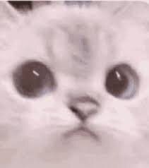 1719092915312.jpeg