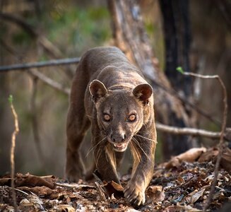 fossa.fossa1.568~2.jpg