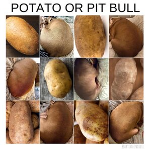 potato-or-pit-bull-via-https-v0-tcjbqre8eh291.jpg