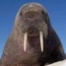 Winded Walrus