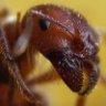 piss ant