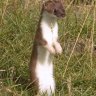 The Stoat