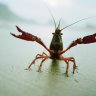 Crawdad