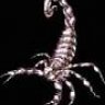 scorpion