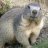the big marmot